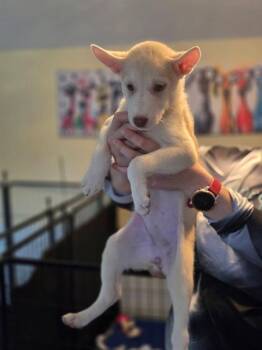 Rita Repulsa -  Husky Dog for Adoption in Lakeland, Florida - Rita Repulsa | PetCurious