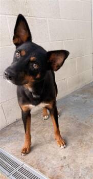 SMORES -  Labrador Retriever and Mixed Breed Dog for Adoption in Corpus Christi, Texas - SMORES | PetCurious