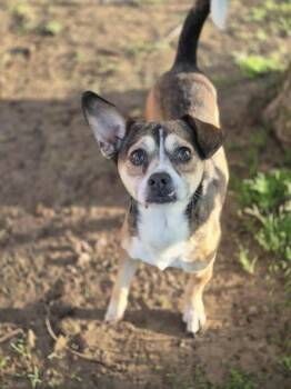 Rescue Chihuahua and Terrier Dogs for Adoption in Dover, Arkansas - Finn | PetCurious