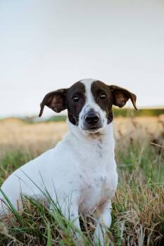 Jack Russell Terrier Dogs Available for Adoption in Muldrow, Oklahoma - Junior  | PetCurious