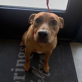 Amy -  Mixed Breed Dog for Adoption in Sand Springs, Oklahoma - Amy | PetCurious