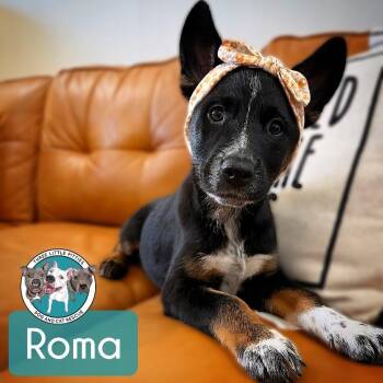 Australian Shepherd and Labrador Retriever Dogs Available for Adoption in Friendswood, Texas - Roma Tomato | PetCurious