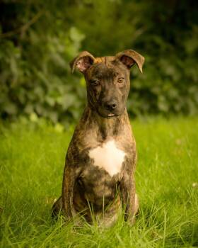 RITZ (0773) -  Pit Bull Terrier Dog for Adoption in Bridgeport, Connecticut - RITZ (0773) | PetCurious