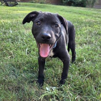 Wakko -  Hound Dog for Adoption in Chattanooga, Tennessee - Wakko | PetCurious