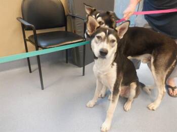 Siberian Husky and German Shepherd Dog Dogs Available for Adoption in San Jose, California - KEVIN | PetCurious