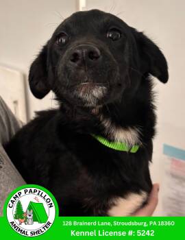 Donnatello -  Mixed Breed Dog for Adoption in Stroudsburg, Pennsylvania - Donnatello | PetCurious