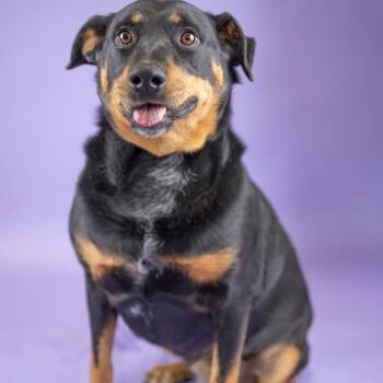 Seal -  Mixed Breed and None Dog for Adoption in Portland, Oregon - Seal | PetCurious