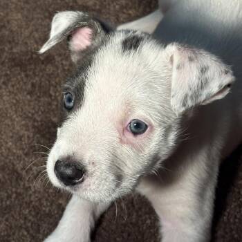 Mia 2327 -  Mixed Breed Dog for Adoption in Kansas City, Missouri - Mia 2327 | PetCurious