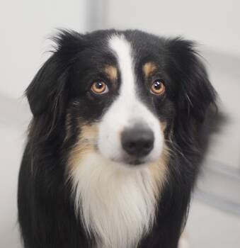 Australian Shepherd Dogs Available for Adoption in Pontiac, Michigan - Forrest | PetCurious