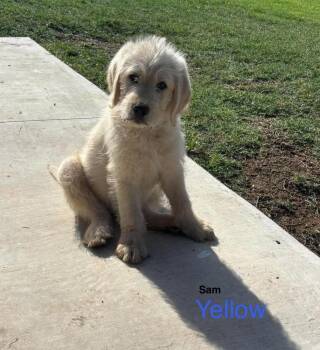 Labradoodle Dogs Available for Adoption in Deerfield, Wisconsin - Sam | PetCurious