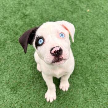 Bingo -  Australian Cattle Dog Blue Heeler Dog for Adoption in Brockton, Massachusetts - Bingo | PetCurious