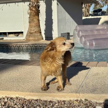 Snail -  Chihuahua and Pomeranian Dog for Adoption in Los Angeles, California - Snail | PetCurious