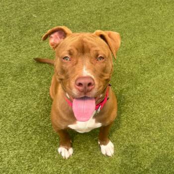 Mixed Breed Dogs Available for Adoption in Titusville, Florida - Mary Kate | PetCurious