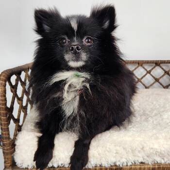 Skunk -  Pomeranian Dog for Adoption in Fort Wayne, Indiana - Skunk | PetCurious