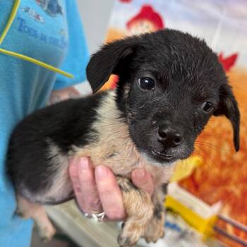 Allora -  Border Collie and Australian Cattle Dog Blue Heeler Dog for Adoption in Normal, Illinois - Allora | PetCurious