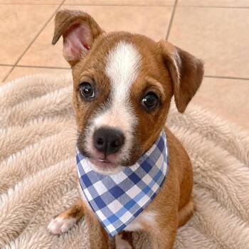 Bug -  Mixed Breed Dog for Adoption in Tampa, Florida - Bug | PetCurious