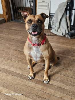 Stacey -  Boxer Dog for Adoption in Waterloo, Iowa - Stacey | PetCurious