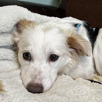 Cool Whip -  Mixed Breed Dog Available for Adoption in Oak Brook, Illinois - Cool Whip | PetCurious