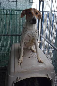 Rescue Doberman Pinscher and Pit Bull Terrier Dogs for Adoption in Pahrump, Nevada - Miley Mae | PetCurious