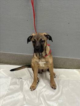 PINECONE -  Mastiff and Mixed Breed Dog for Adoption in Las Vegas, Nevada - PINECONE | PetCurious