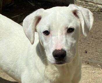 Labrador Retriever Dogs Available for Adoption in Euclid, Ohio - Marley | PetCurious