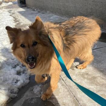 Mixed Breed Dogs Available for Adoption - Sunny | PetCurious