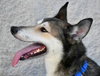 Rescue Siberian Husky and Greyhound Dogs for Adoption in Cleveland, Ohio - Styles | PetCurious