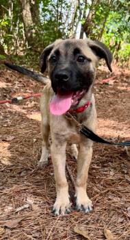 Mojave -  Mixed Breed Dog for Adoption in Wando, South Carolina - Mojave | PetCurious
