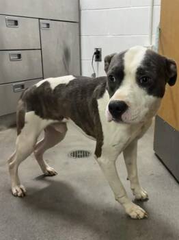 SMOKE -  Pit Bull Terrier Dog for Adoption - SMOKE | PetCurious
