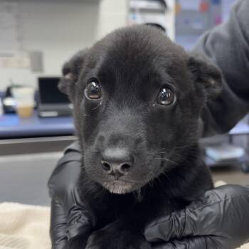 German Shepherd Dog Dogs Available for Adoption - Shiloh | PetCurious