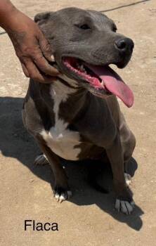 Rescue Pit Bull Terrier and Patterdale Terrier Fell Terrier Dogs for Adoption in Fallbrook, California - Flaca | PetCurious