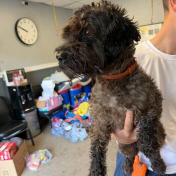 Asiago Stray Hold 9/6 -  Mixed Breed Dog for Adoption in Huntington, West Virginia - Asiago Stray Hold 9/6 | PetCurious