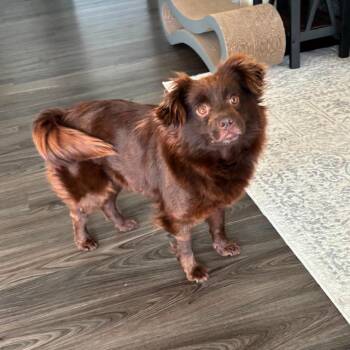 Momma Bear -  Chihuahua and Mixed Breed Dog for Adoption in Jarrettsville, Maryland - Momma Bear | PetCurious