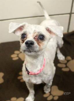 Maltese Dogs Available for Adoption - MOLLY | PetCurious