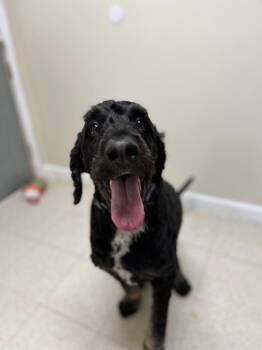 Montgomery -  Poodle and Bernese Mountain Dog Dog for Adoption in Fall River, Massachusetts - Montgomery | PetCurious