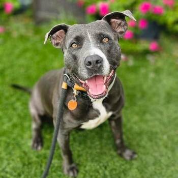 Ollie and Tilly -  American Staffordshire Terrier Dog for Adoption in Pearland, Texas - Ollie And Tilly | PetCurious