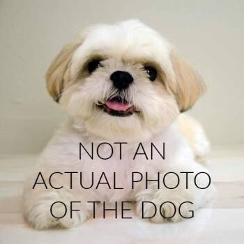 Gravitron D69832 -  Shih Tzu and Bichon Frise Dog for Adoption in Minnetonka, Minnesota - Gravitron D69832 | PetCurious