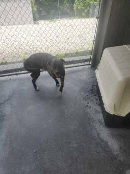 Moosie -  Mixed Breed Dog for Adoption in Spruce Pine, North Carolina - Moosie | PetCurious