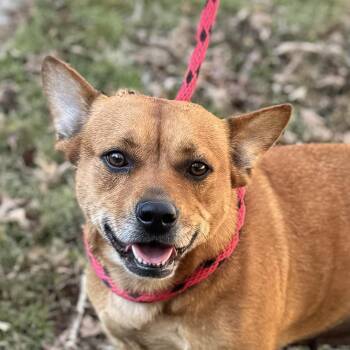 Rescue Corgi and Terrier Dogs for Adoption in Locust Fork, Alabama - Garnet | PetCurious