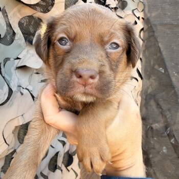 Rev -  Mixed Breed Dog for Adoption in Columbia, South Carolina - Rev | PetCurious