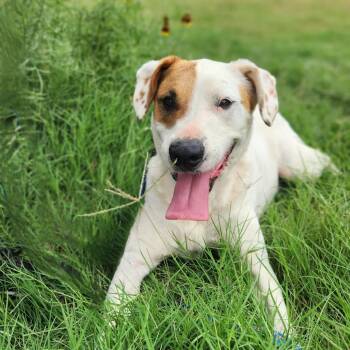Wishbone JuM -  Terrier and Mixed Breed Dog for Adoption in Austin, Texas - Wishbone JuM | PetCurious