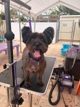 Maxwell / Emma -  Cairn Terrier Dog for Adoption in Sebastian, Florida - Maxwell / Emma | PetCurious