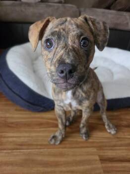 A198164 -  Pit Bull Terrier and Mixed Breed Dog for Adoption in Fremont, California - A198164 | PetCurious