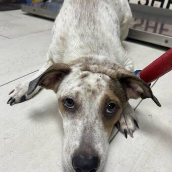 Ciabatta -  Mixed Breed Dog for Adoption in Lufkin, Texas - Ciabatta | PetCurious