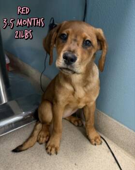 RED -  Mixed Breed Dog for Adoption in Holbrook, New York - RED | PetCurious
