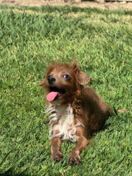 Rescue Miniature Poodle Dogs for Adoption in Madera, California - Mugshot Magoo | PetCurious