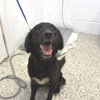 Mina -  Collie and Labrador Retriever Dog for Adoption in Hattiesburg, Mississippi - Mina | PetCurious