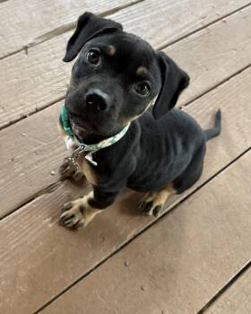 Mocha -  Rottweiler and Pit Bull Terrier Dog for Adoption in Chattanooga, Tennessee - Mocha | PetCurious