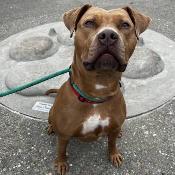 Lola -  Pit Bull Terrier Dog for Adoption in Oakland, California - Lola | PetCurious