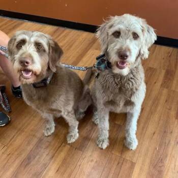 Maggie 22852 -  Labradoodle and Mixed Breed Dog for Adoption in Cumming, Georgia - Maggie 22852 | PetCurious